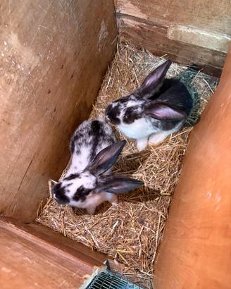 Cuccioli di coniglio