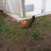 Ovaiola della Vestfalia