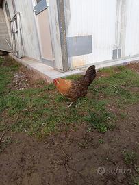 Ovaiola della Vestfalia