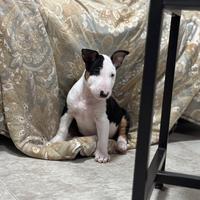 Bull Terrier Miniature