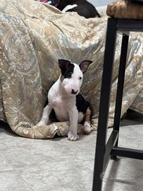 Bull Terrier Miniature