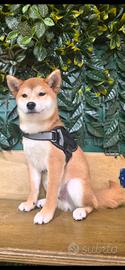 Shiba inu rosso