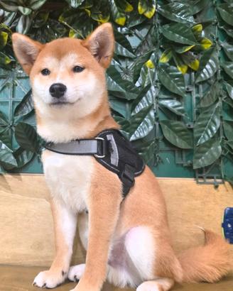 Shiba inu rosso