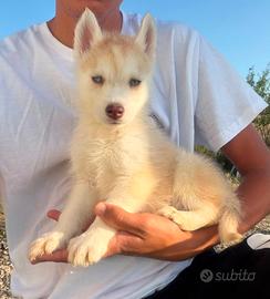 Siberian husky con pedigree ENCI