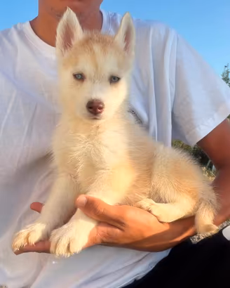 Siberian husky con pedigree ENCI