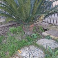 Piante ornamentali Cicas.