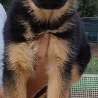 Cucciolo Pastore Tedesco