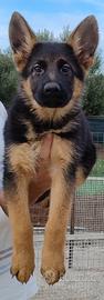 Cucciolo Pastore Tedesco