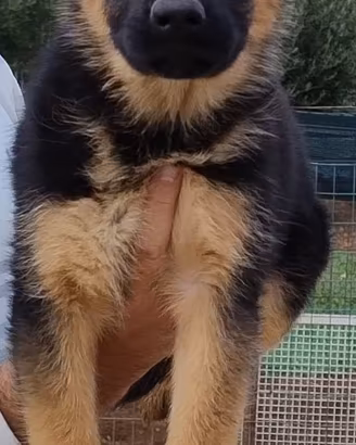 Cucciolo Pastore Tedesco