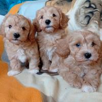 Maltipoo toy