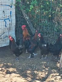 Galline marans