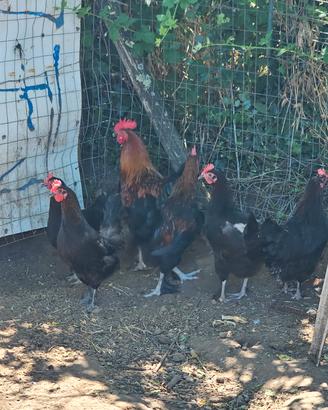 Galline marans