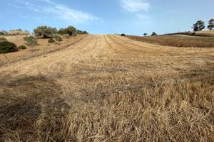 Terreno agricolo sestu acqua irrigua disponibile