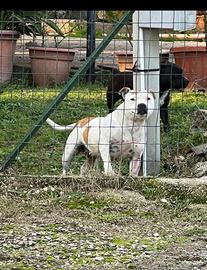 Cane staffy