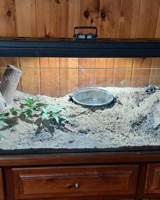acquario terrario 
