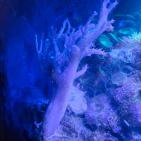 Acquario marino coralli Cladiella e Sarcophyton