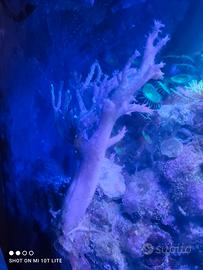 Acquario marino coralli Cladiella e Sarcophyton
