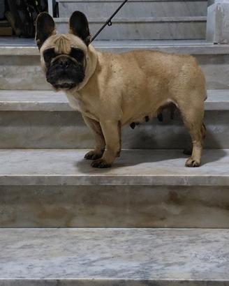 bull dog 