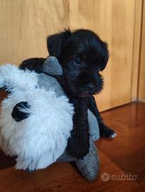 Schnauzer nano nero