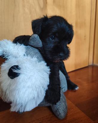 Schnauzer nano nero