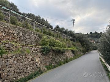 Terreno agricolo