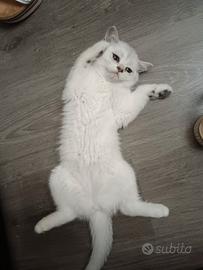 British shorthair femmina 