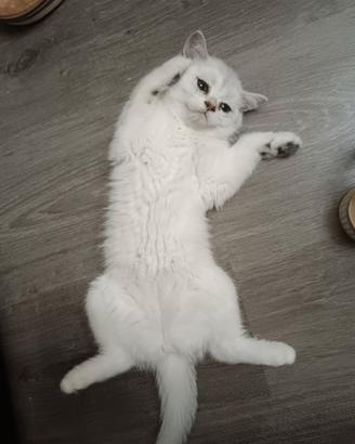 British shorthair femmina 
