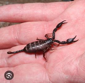 Scorpione spinifer africano