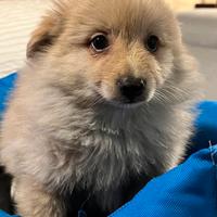CRAZY DOG spitz 2 mesi