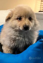 CRAZY DOG spitz 2 mesi