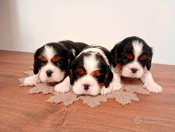Cuccioli cavalier king pedigree ENCI