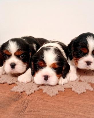 Cuccioli cavalier king pedigree ENCI