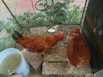 galletti e gallinelle 