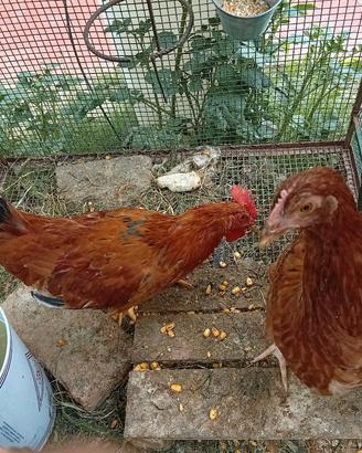 galletti e gallinelle 