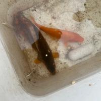 Carpe Koi giapponesi