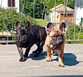 Cuccioli bulldog francese