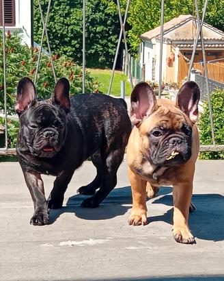 Cuccioli bulldog francese