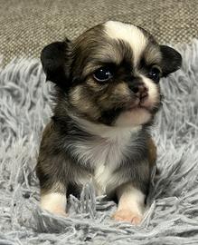 Chihuahua pelo lungo