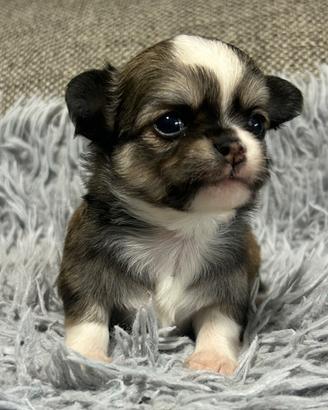 Chihuahua pelo lungo