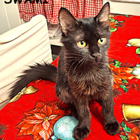 Swami gattina di 3 mesi