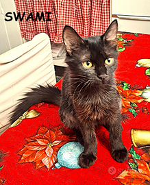 Swami gattina di 3 mesi