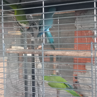 Parrocchetti monaci adulti da riproduzione