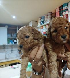 Disponibili cuccioli di barboncino toy