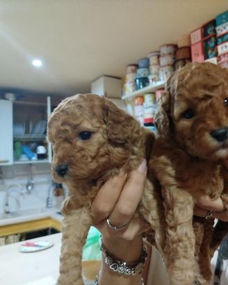 Disponibili cuccioli di barboncino toy