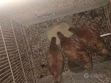 Galline pollastre giovani