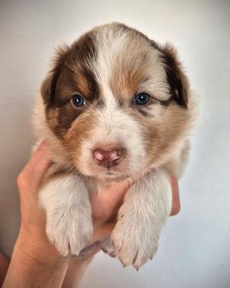 Cuccioli Australian Shepherd - Pastore Australiano