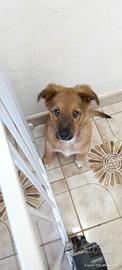 Cucciolo 3 mesi  maschio (leggi descrizione)