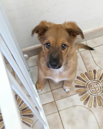 Cucciolo 3 mesi  maschio (leggi descrizione)
