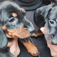 Cuccioli cani bassotto