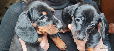 Cuccioli cani bassotto